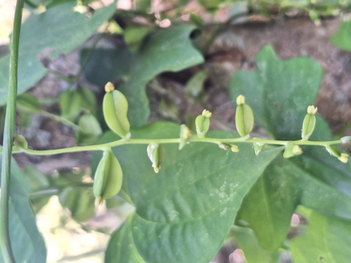Dioscorea sinuata (Dioscorea sinuata)
