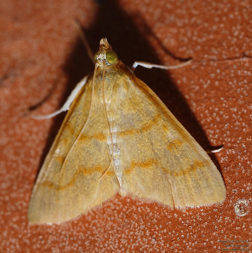 Helvibotys helvialis photo 2