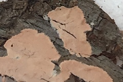 Corticium roseum