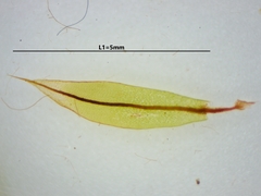 Ptychostomum cernuum