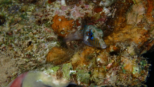 Canthigaster pygmaea observed 2026-01-05