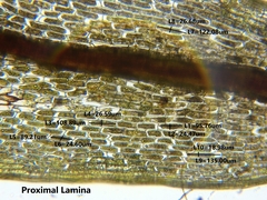 Ptychostomum cernuum