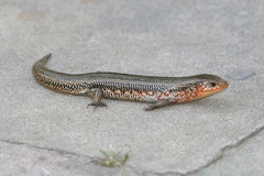 Plestiodon chinensis