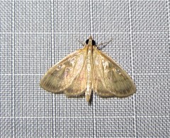 Crocidophora tuberculalis