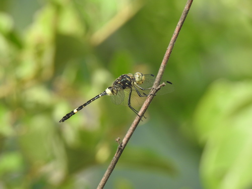 Zygonyx flavicosta