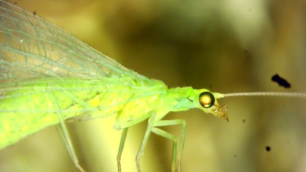 Chrysoperla affinis