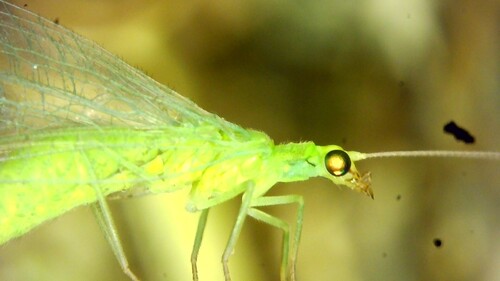 Chrysoperla affinis