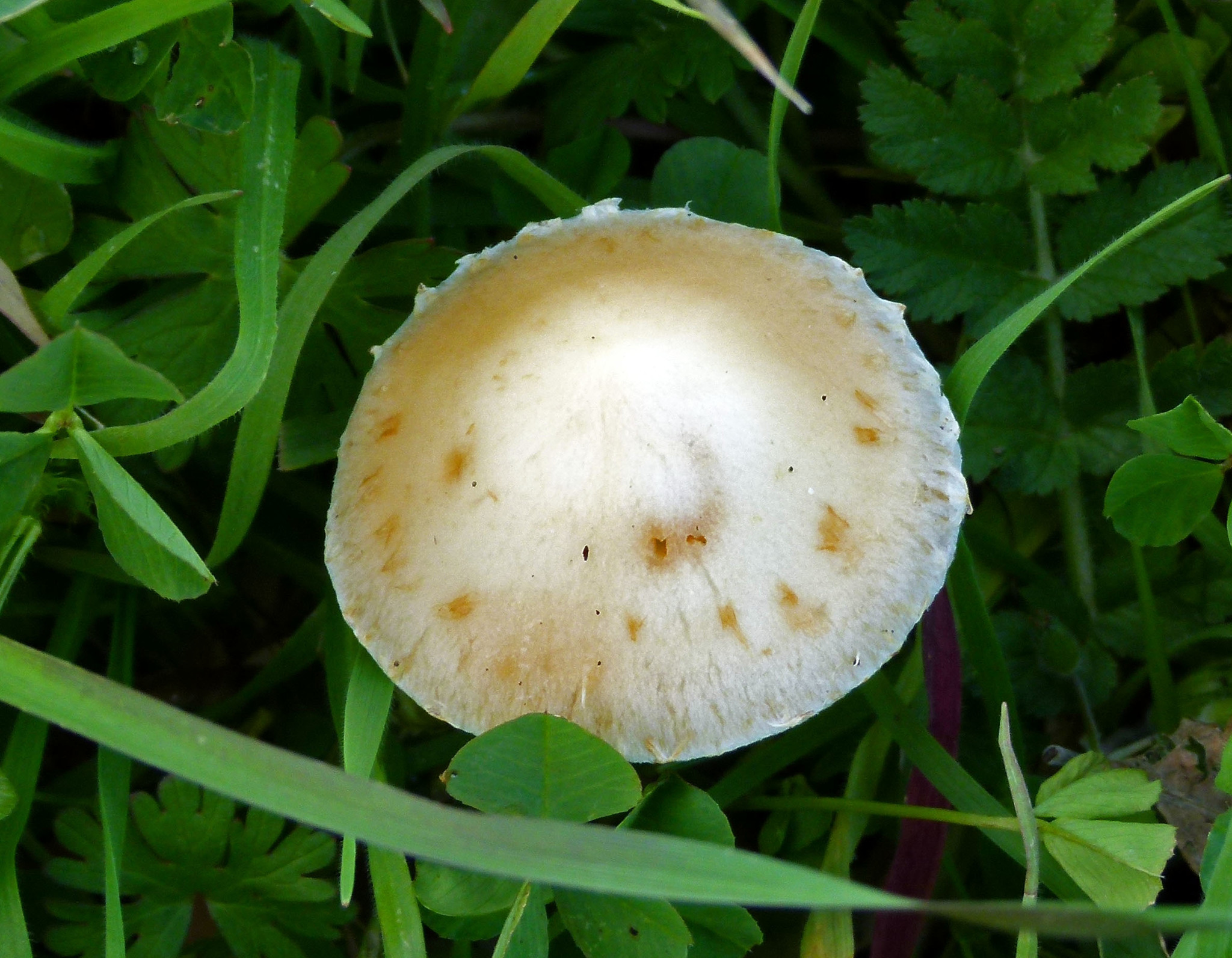Leratiomyces percevalii image