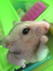 Mesocricetus auratus