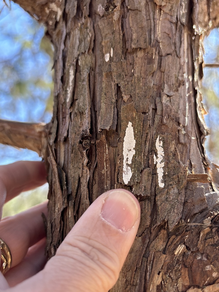 Dendrothele nivosa · January 2026 · photo: © sambiology (iNaturalist, cc-by)