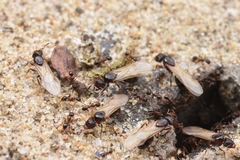 Pheidole indica