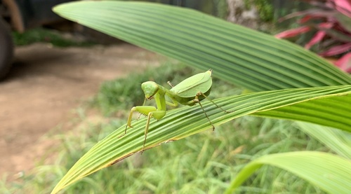 Metriomantis
