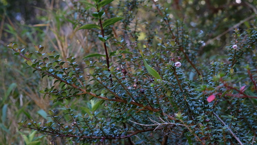 Ugni myricoides