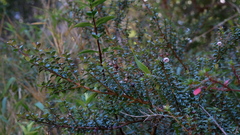 Ugni myricoides