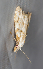 Nola aerugula