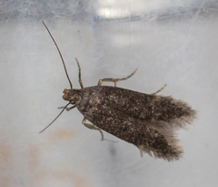 Bryotropha senectella