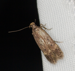 Bryotropha senectella