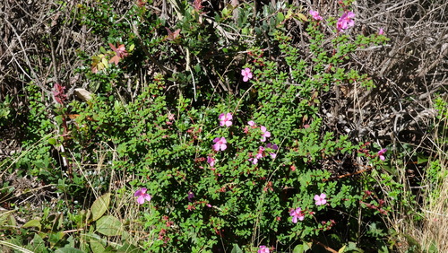 Monochaetum vulcanicum, photograph 6