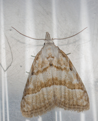 Nola aerugula
