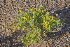 Pteronia villosa