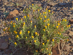 Pteronia villosa