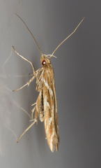 Pyroderces argyrogrammos
