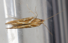 Pyroderces argyrogrammos