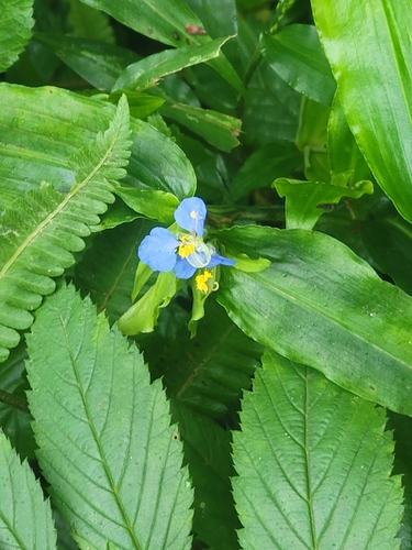 Commelina obliqua, photograph 1