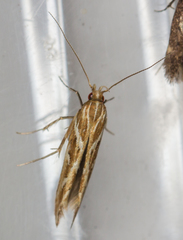 Pyroderces argyrogrammos