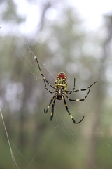 Trichonephila clavata