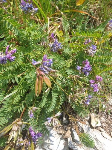 mountain milkvetch (Oxytropis montana)