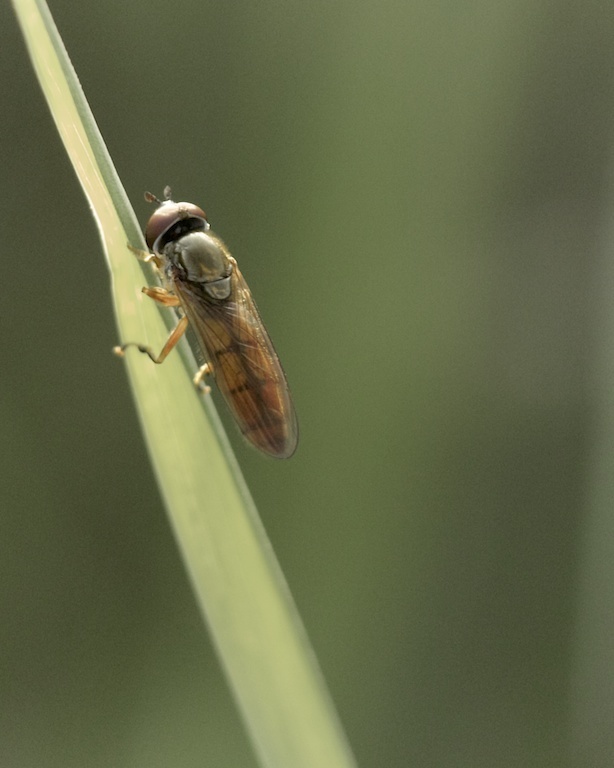 Meadow Sedgesitter