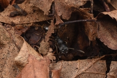 Ectomomyrmex javanus