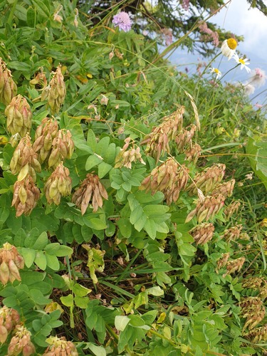 Yellow Alpine Milkvetch (Astragalus frigidus)