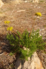 Lomatium grayi