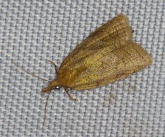 Sparganothis pilleriana