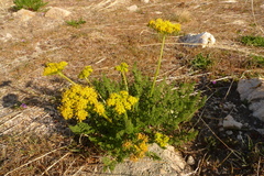 Lomatium grayi