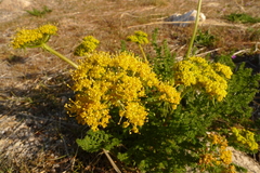 Lomatium grayi