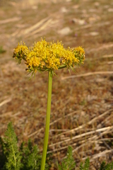 Lomatium grayi