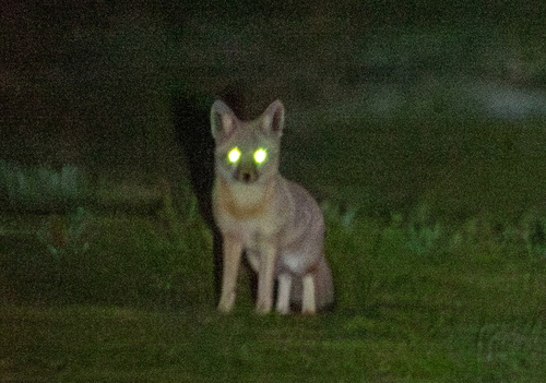 San Joaquin Kit Fox observed by neckman_