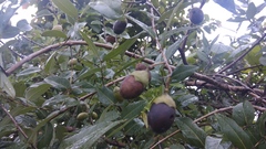 Lagerstroemia parviflora