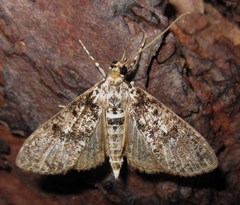 Palpita arsaltealis