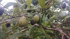 Lagerstroemia parviflora