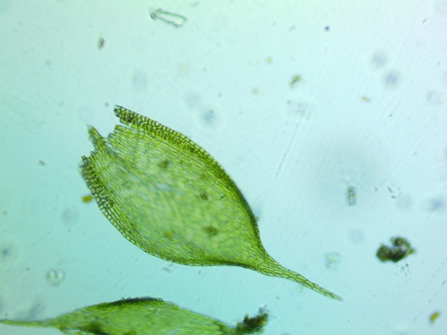 Homalotheciella subcapillata, 2026-01-10