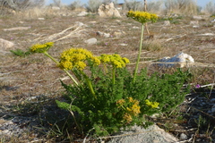 Lomatium grayi