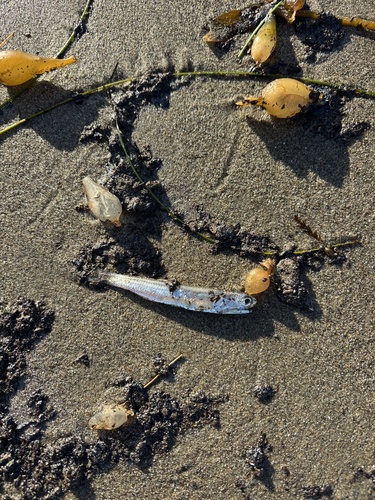 Anchovies (Engraulis mordax) — Engraulidae — 3