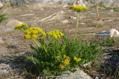 Lomatium grayi