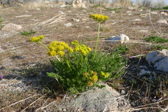Lomatium grayi
