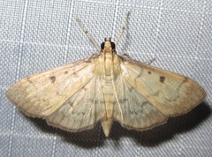 Herpetogramma fluctuosalis
