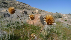 Echinops sphaerocephalus
